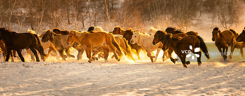 骏马图图片素材
