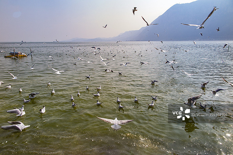 中国云南昆明市滇池海埂公园的海鸥图片素材
