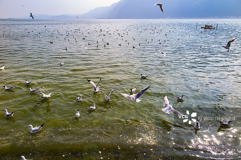 中国云南昆明市滇池海埂公园的海鸥图片素材