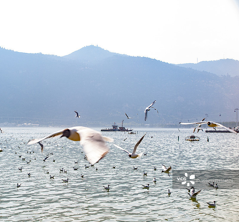中国云南昆明市滇池海埂公园的海鸥图片素材