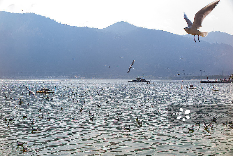 中国云南昆明市滇池海埂公园的海鸥图片素材