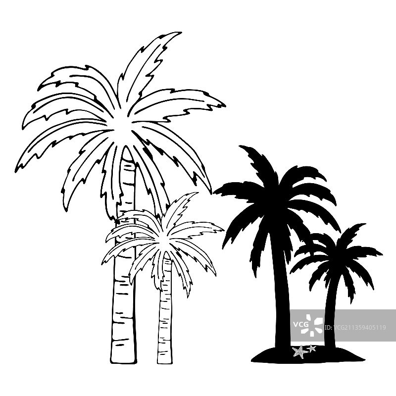 手绘热带棕榈树涂鸦草图图片素材