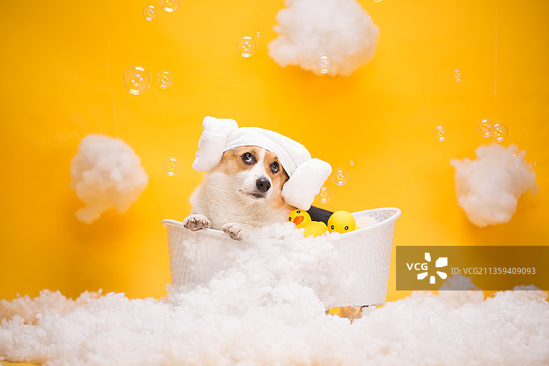 宠物纯底柯基素材图片图片素材