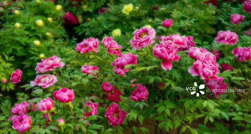 春天，牡丹，郑州植物园，花卉图片素材