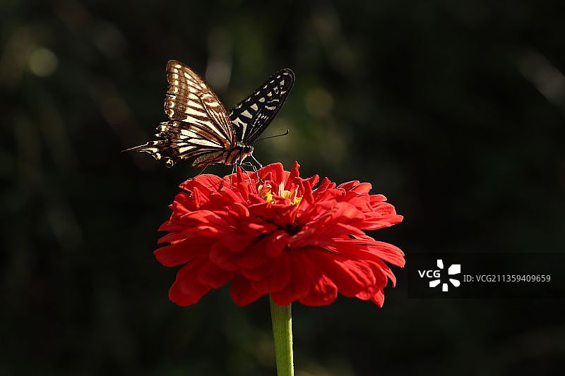 柑橘凤蝶图片素材