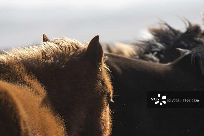 千里马马踏飞燕马群万马奔腾图片素材