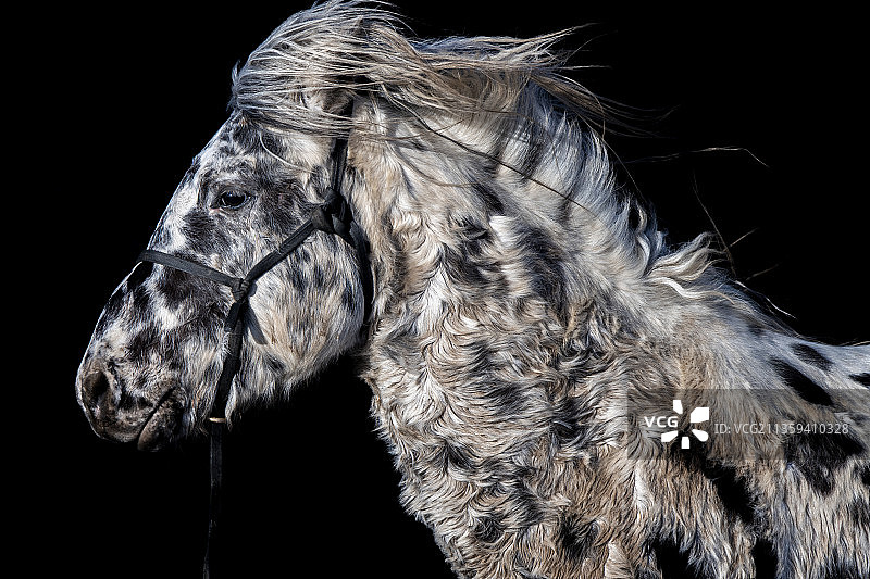 千里马马踏飞燕马群万马奔腾图片素材