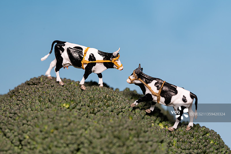 两只奶牛图片素材