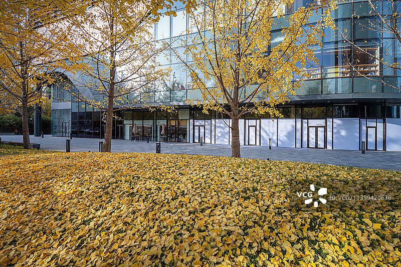 城市现代建筑与银杏树秋景图片素材