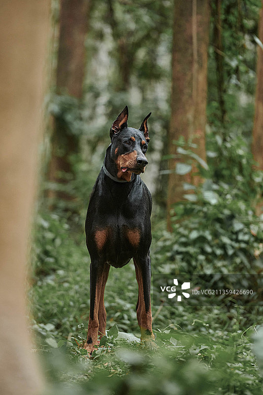 Doberman Pinscher图片素材