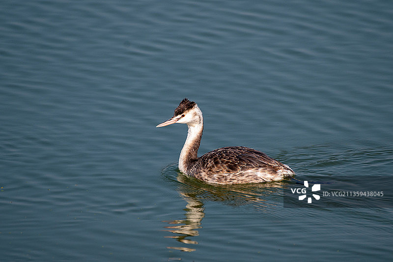 凤头䴙䴘图片素材