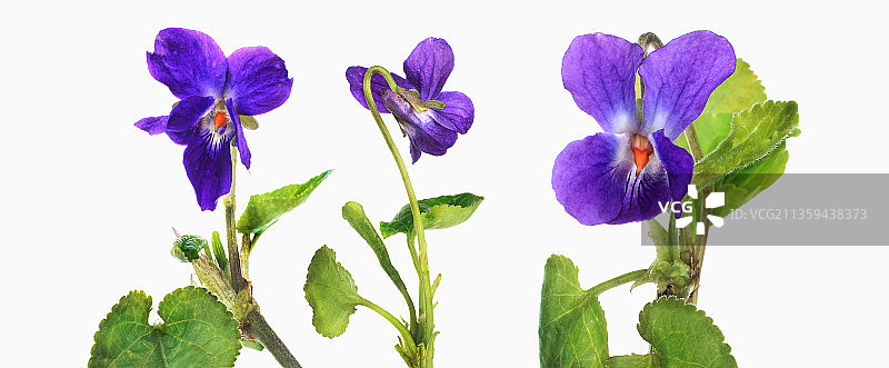 香堇菜“Pamela Zambra”图片素材