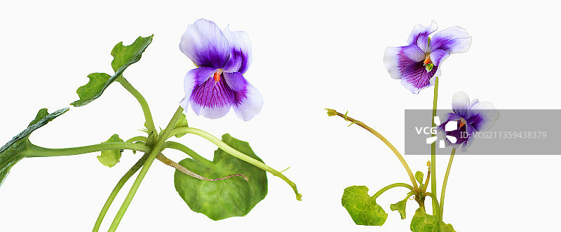 蔓茎堇菜图片素材