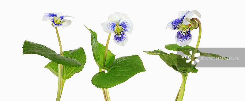 堇菜“Prisceana”图片素材