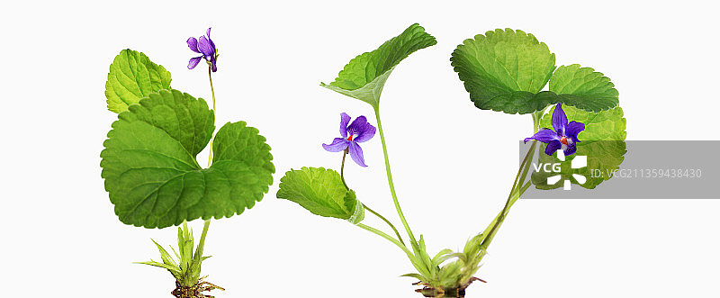 三色堇图片素材