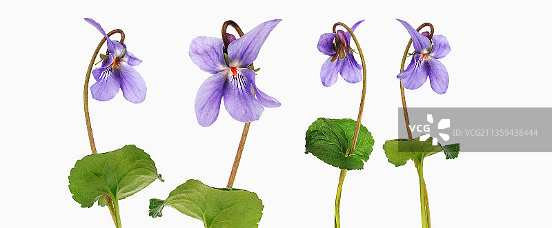 约翰·拉登伯瑞香堇图片素材