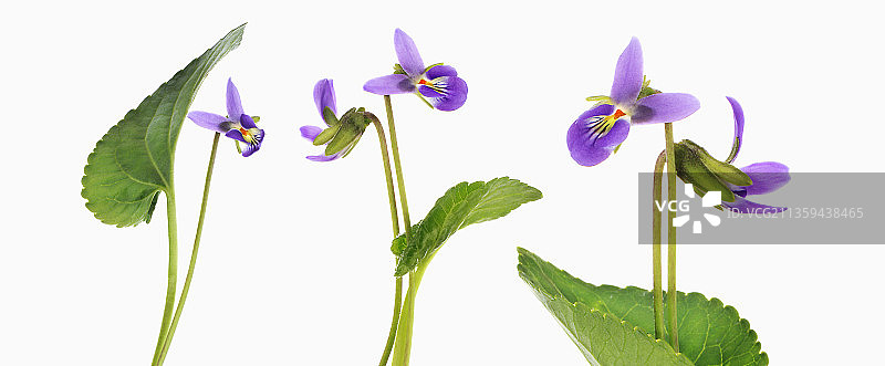 奥古斯塔皇后香堇菜图片素材