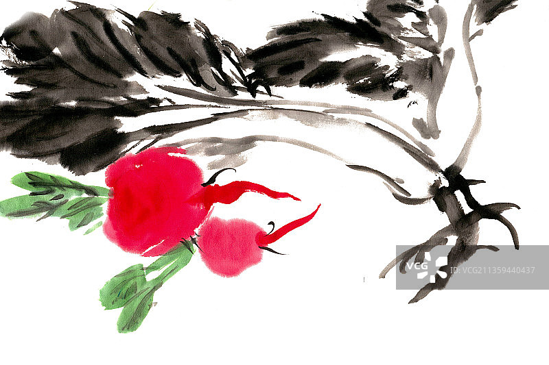 白菜与罗卜图片素材