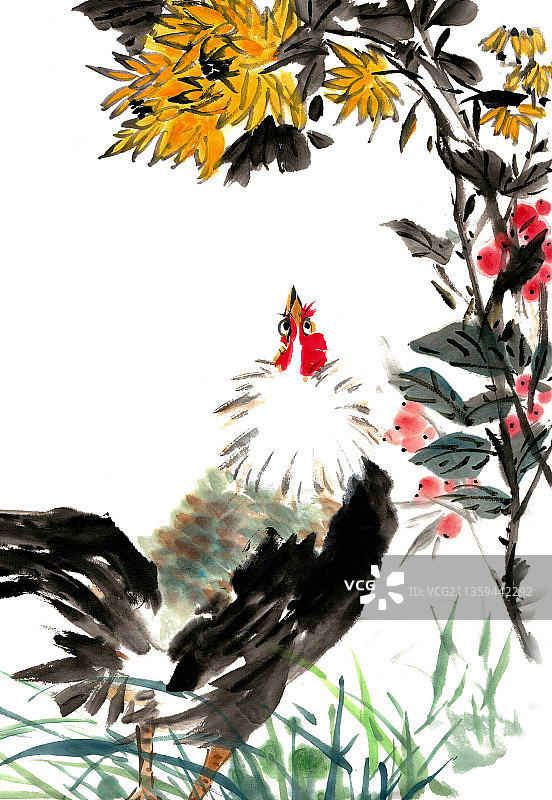 觅食的公鸡图片素材