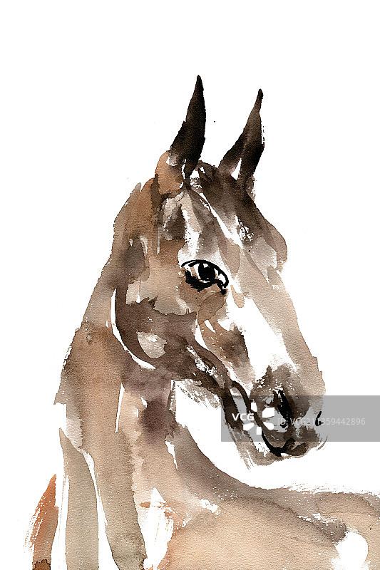 扭头的马图片素材