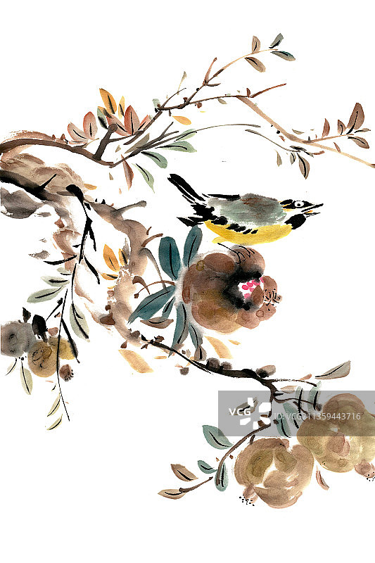 石榴上的小鸟图片素材