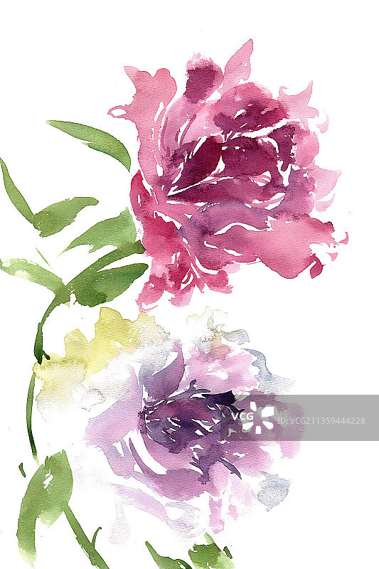 鲜艳的牡丹花图片素材