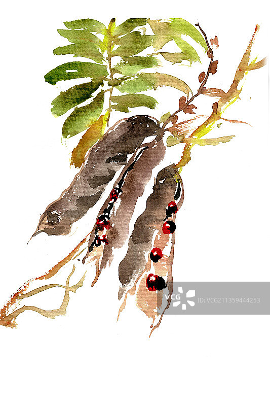 相思红豆图片素材