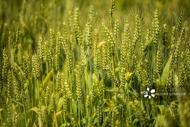 五月的麦田图片素材