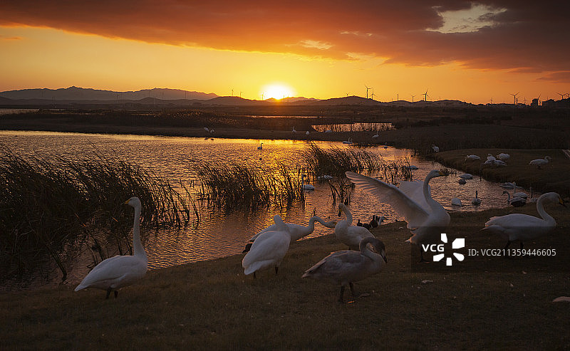 威海荣城天鹅图片素材