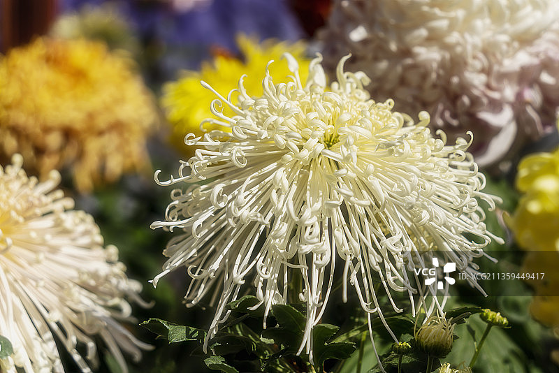 上海 共青森林公园 秋菊展上翩翩起舞的菊花图片素材
