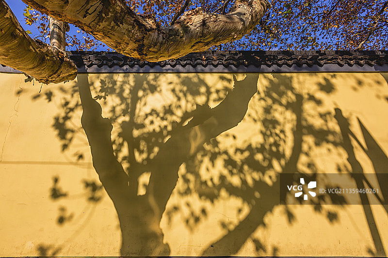 树与影+总统府院墙（南京）图片素材