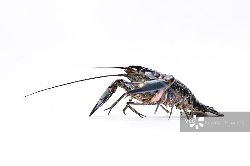 蓝色小龙虾澳洲进口小龙虾图片素材
