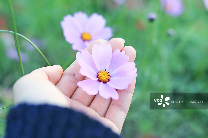 格桑花图片素材