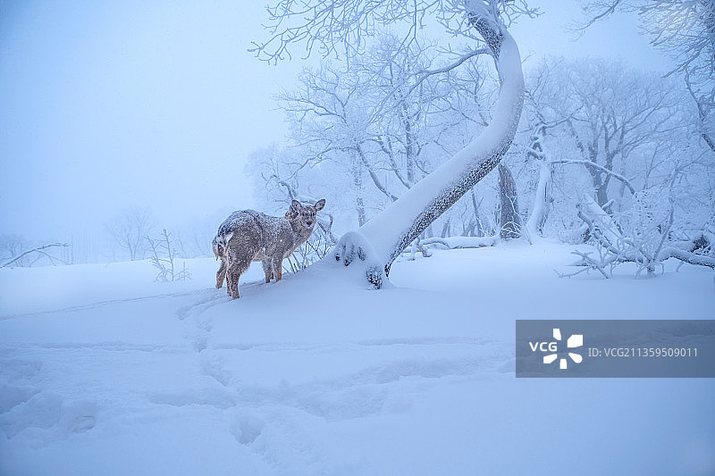 雪域精灵（之三）图片素材