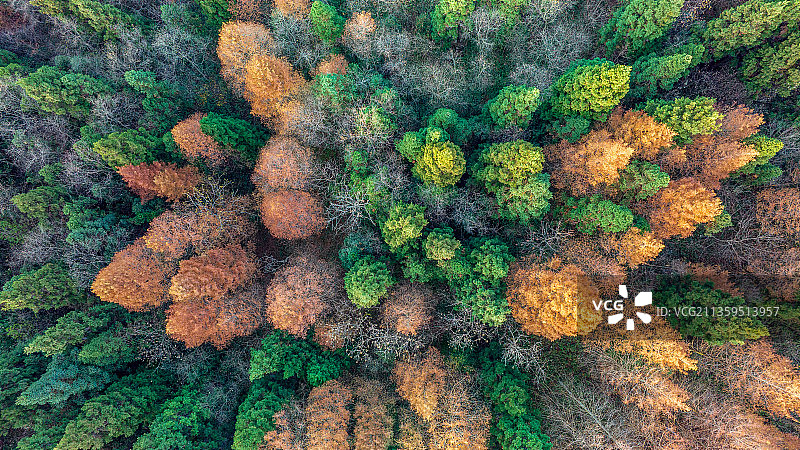 偏头山森林公园之森林之花图片素材