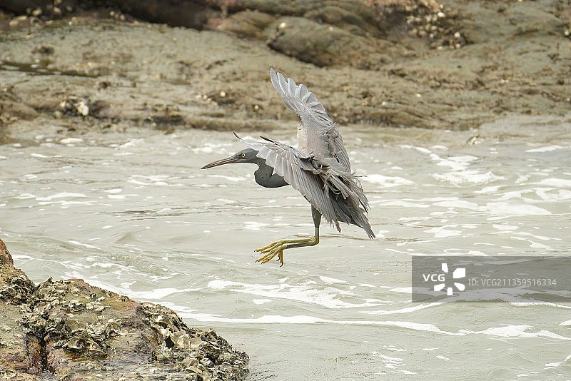 一只岩鹭展翅飞向海边的礁石，正准备降落图片素材