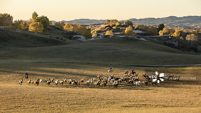 秋日傍晚坝上奔马图片素材