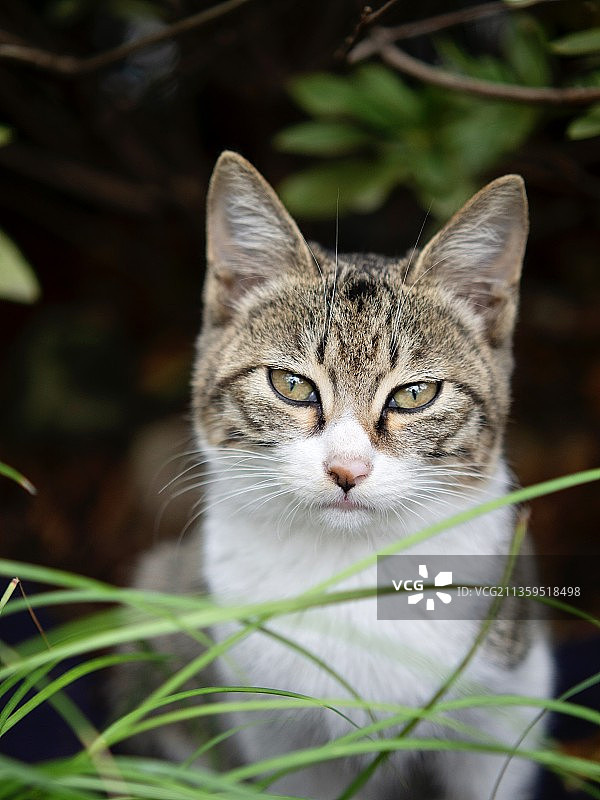 猫的特写肖像图片素材