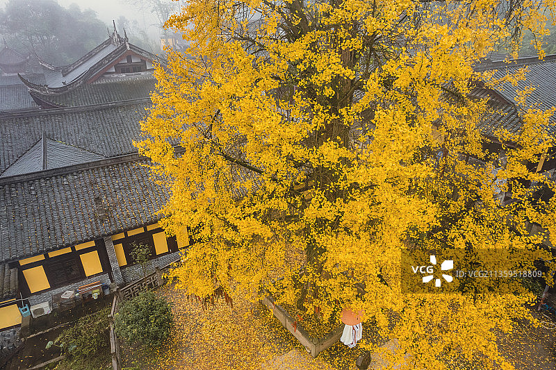 阴雨银杏图片素材