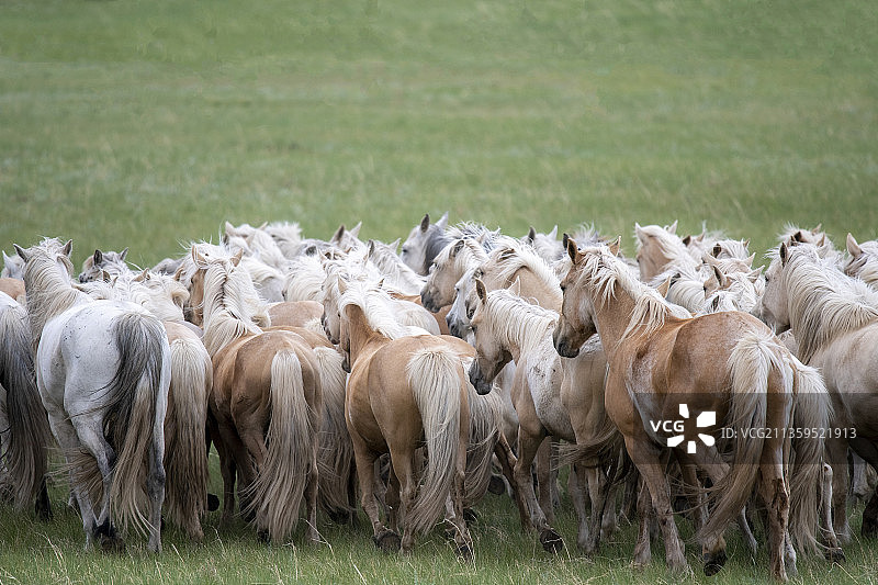 千里马蒙古马宝马汽车图片素材