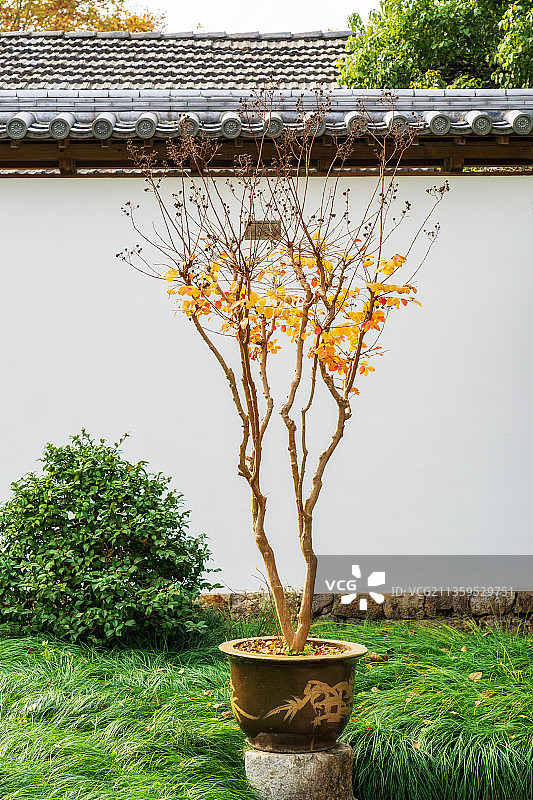 杭州净寺秋季景观图片素材