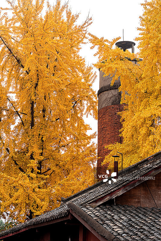 成都昭觉寺银杏图片素材