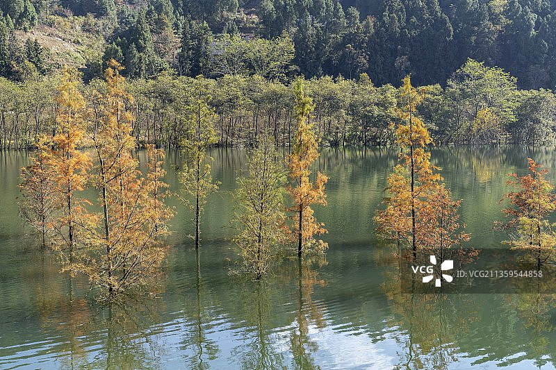 湖北咸丰唐崖河：冬日池杉别样美图片素材