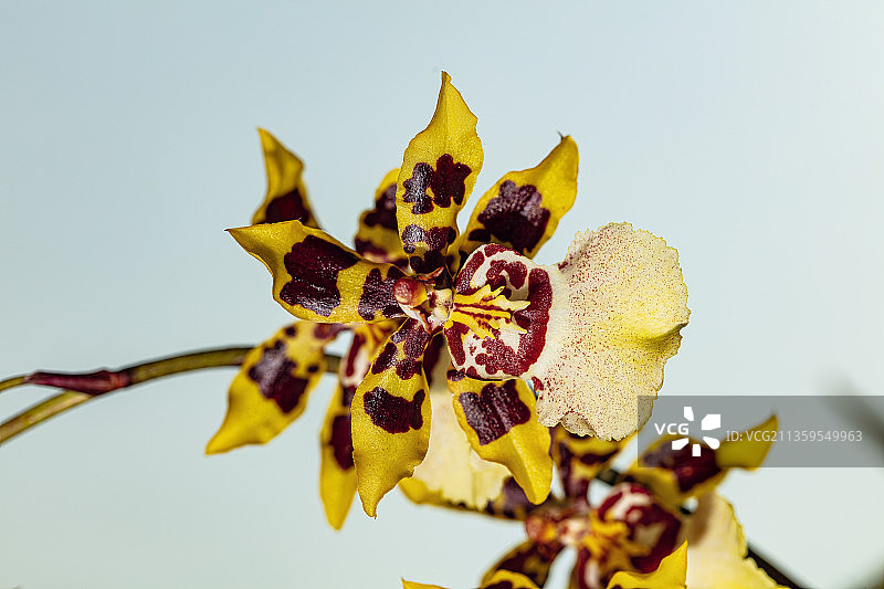 文心兰—巧克力图片素材