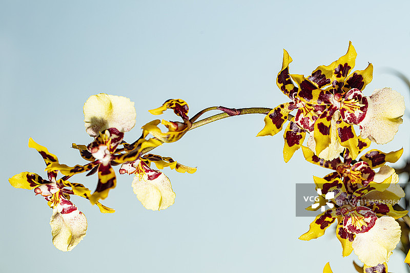 文心兰—巧克力图片素材