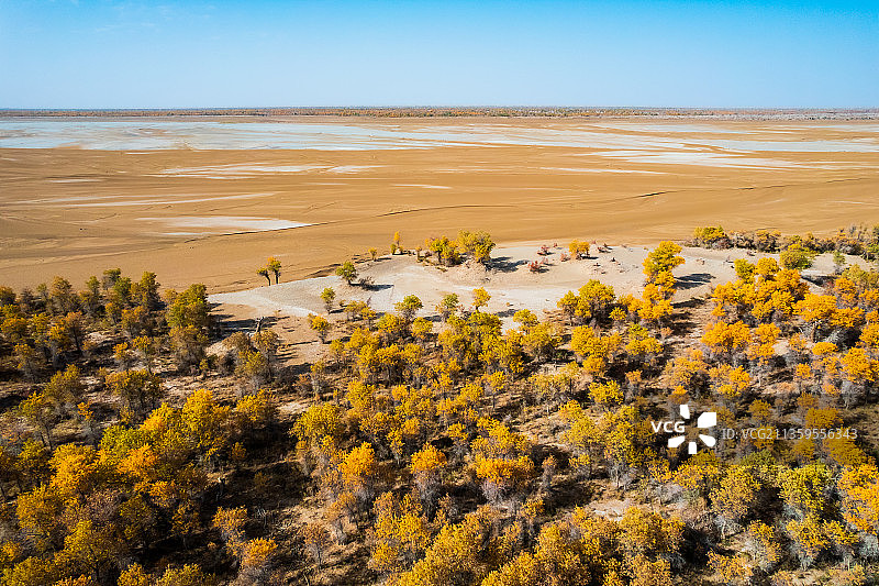 新疆塔里木盆地塔克拉玛干沙漠胡杨林自然风光图片素材
