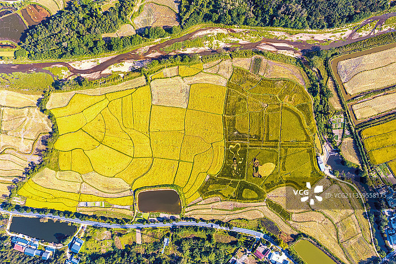 航拍信阳罗山县稻田艺术画图片素材