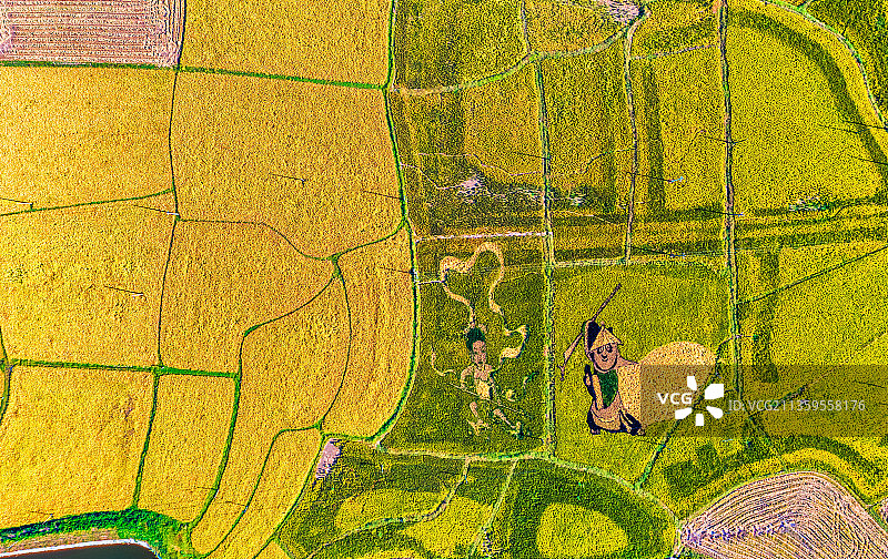 航拍信阳罗山县稻田艺术画图片素材