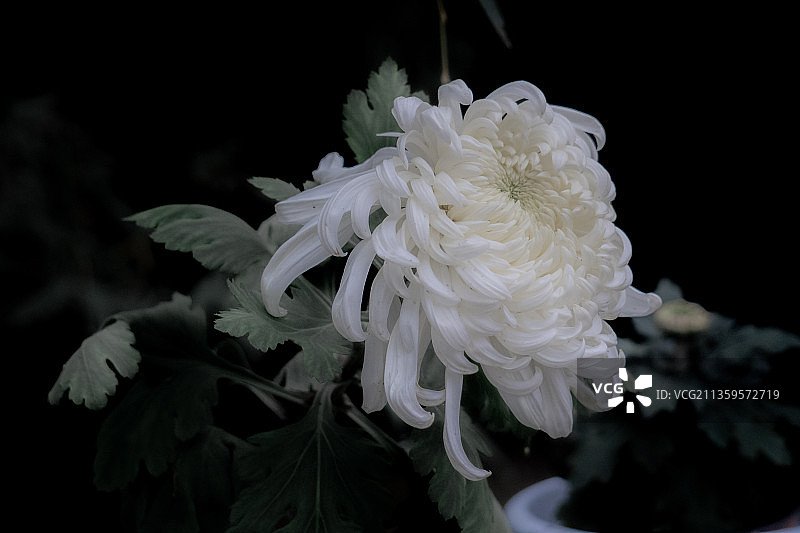 此花开尽更无花图片素材