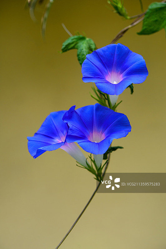 牵牛花图片素材